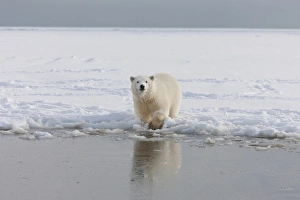 A curious young polar bear plays in the snow on the edge of the Beaufort Sea Ice A curious young polar bear plays in the snow on the edge of the Beaufort Sea Ice