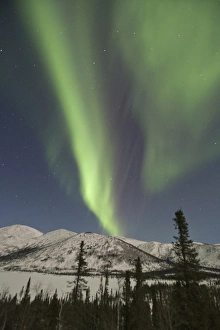 Boreal Forest Gallery: Curtains of aurora borealis dance across the sky over Grayling Lake on the South