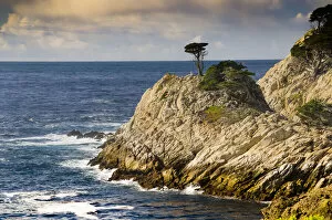 Anna Miller Collection: Cypress on Coastal Cliff, Point Lobos State Natural Reserve, California, USA