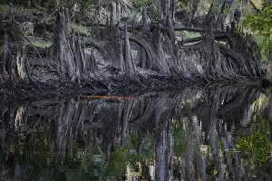 Cypress knees along, Econlockhatchee River, a blackwater tributary of the St. Johns River, near Orlando, Florida