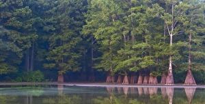 Cypress swamp along the White River in Arkansas. Part of the White River National Cypress swamp along the White River in Arkansas. Part of the White River National