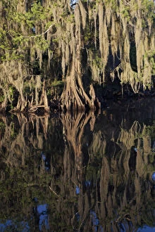 Cypress tree draped in Spanish moss along the Econlockhatchee River, a blackwater tributary of the St