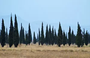 Images Dated 9th July 2006: Cypress trees on a dry plain forming a strange pattern, high mountains in the background