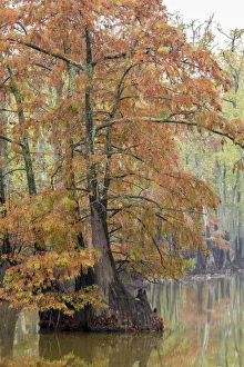 Cypress trees in fall color Horseshoe Lake State Fish and Wildlife Area, Alexander County Cypress trees in fall color Horseshoe Lake State Fish and Wildlife Area, Alexander County