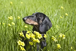 Images Dated 1st March 2008: A Dachshund / Doxen in a field with yellow flowers in the foreground