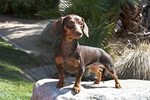 A Dachshund/Doxen puppy standing on a boulder at a park A Dachshund/Doxen puppy standing on a boulder at a park