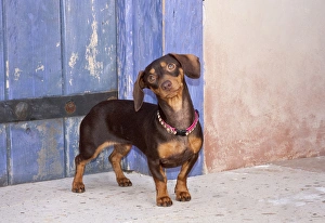A Dachshund/Doxen puppy standing in a colorful doorway with a pink bling collar A Dachshund/Doxen puppy standing in a colorful doorway with a pink bling collar