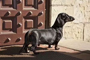 Images Dated 31st December 2011: A Dachshund / Doxen standing in a doorway looking out