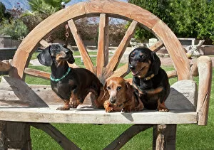 Images Dated 13th February 2012: Three Dachshunds / Doxens together on a wooden bench outside