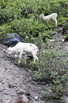 Images Dated 27th June 2006: Dall Sheep Ewe and Lamb(Ovis dalli dalli) - Arctic National Wildlife Refuge, Alaska