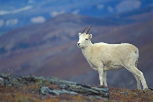 dall sheep, Ovis dalli, ewe on Mount Margaret, Denali National Park, interior of Alaska dall sheep, Ovis dalli, ewe on Mount Margaret, Denali National Park, interior of Alaska