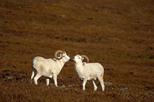 dall sheep, Ovis dalli, pair of rams on fall tundra, Denali National Park, interior dall sheep, Ovis dalli, pair of rams on fall tundra, Denali National Park, interior