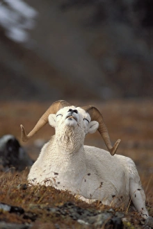 dall sheep, Ovis dalli, ram scenting the air, Mount Margaret, Denali National Park dall sheep, Ovis dalli, ram scenting the air, Mount Margaret, Denali National Park