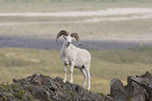A dall sheep ram poses on Marmot Rock in Polychrome Pass along the Denali Park Road A dall sheep ram poses on Marmot Rock in Polychrome Pass along the Denali Park Road