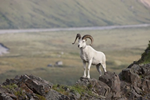 A dall sheep ram stands on Marmot Rock in Polychrome Pass along the Denali Park Road A dall sheep ram stands on Marmot Rock in Polychrome Pass along the Denali Park Road