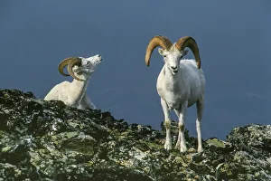 Two Dall Sheep Rams on ridge, Denali National Park, Alaska Two Dall Sheep Rams on ridge, Denali National Park, Alaska