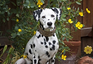 A Dalmation sitting in a garden with yellow flowers A Dalmation sitting in a garden with yellow flowers
