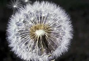 Images Dated 13th May 2004: Dandelion seeds