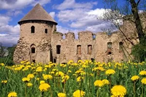 Baltic Country Gallery: Dandelions surround