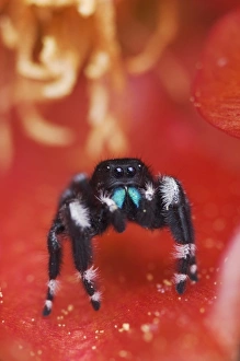 Daring Jumping Spider, Phidippus audax, adult in Texas Prickly Pear Cactus (Opuntia Daring Jumping Spider, Phidippus audax, adult in Texas Prickly Pear Cactus (Opuntia
