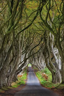 Beech Gallery: The Dark Hedges in County Antrim, Northern Ireland