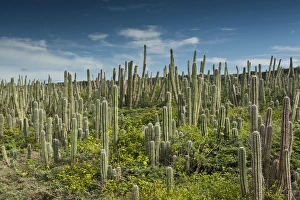 Datu Cactus (Ritterocereus griseus) Slagbaai National Park BONAIRE, Netherlands Antilles Datu Cactus (Ritterocereus griseus) Slagbaai National Park BONAIRE, Netherlands Antilles