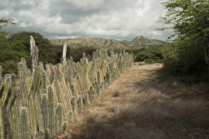 Datu Candle Cactus Fence (Ritterocereus griseus) BONAIRE, Netherlands Antilles Datu Candle Cactus Fence (Ritterocereus griseus) BONAIRE, Netherlands Antilles