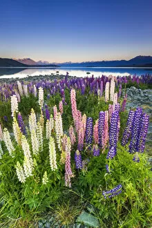 Floral & Botanical Collection: Dawn light on lupine at Lake Tekapo, Canterbury, South Island, New Zealand