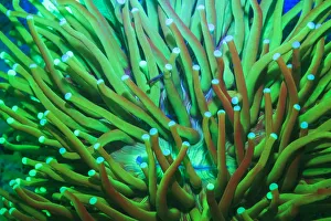 <b class=qtipBold><figcaption>Day Fluorescing</figcaption></b><br>Day Fluorescing,<br><em>© Stuart Westmorland / DanitaDelimont.com</em> Day Fluorescing