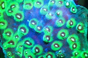 <b class=qtipBold><figcaption>Day Fluorescing</figcaption></b><br><em>© Copyright Robin Westmorland / Danita Delimont</em> Day Fluorescing