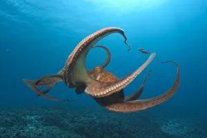 Day Octopus (Octopus cyanea) near Kona, Big Island, Hawaii Day Octopus (Octopus cyanea) near Kona, Big Island, Hawaii