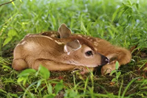 Images Dated 23rd May 2004: Two day old White-tailed Deer fawn, Odocoileus virginianus Two day old White-tailed Deer fawn