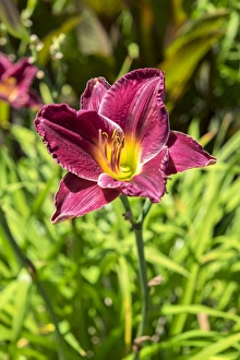 <b class=qtipBold><figcaption>daylily, USA</figcaption></b><br>Daylily, Usa<br><em>© Lisa Engelbrecht / DanitaDelimont.com</em> daylily, USA