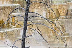 Dead tree and colorful terrace, Canary Spring, Mammoth Hot Springs, Yellowstone National Park, Wyoming Dead tree and colorful terrace, Canary Spring, Mammoth Hot Springs, Yellowstone National Park, Wyoming