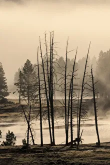 Dead trees near geothermal feature, Yellowstone National Park, Wyoming Dead trees near geothermal feature, Yellowstone National Park, Wyoming