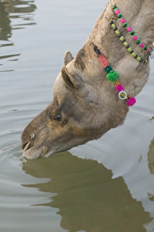 Decorated camel drinks water at Pushkar Camel Fair, Pushkar, Rajasthan, India Decorated camel drinks water at Pushkar Camel Fair, Pushkar, Rajasthan, India