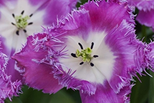 <b class=qtipBold><figcaption>Deep pink and white tulips</figcaption></b><br><em>© Anna Miller / DanitaDelimont.com</em> Deep pink and white tulips