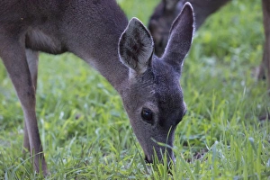 Deer grazing in grass on Monterey Peninsula, CAlifornia Deer grazing in grass on Monterey Peninsula, CAlifornia