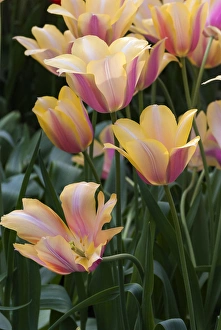 Delicate yellow and pink tulips Delicate yellow and pink tulips