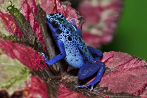 Dendrobates azureus or D. tinctorius recently, Surinam Dendrobates azureus or D. tinctorius recently, Surinam