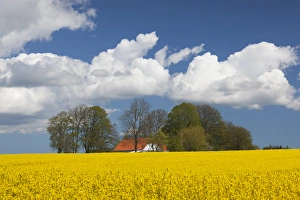 Denmark, Jutland, Odum, rapeseed field, springtime Denmark, Jutland, Odum, rapeseed field, springtime