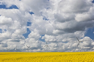 Denmark, Jutland, Odum, rapeseed field and windmills, springtime Denmark, Jutland, Odum, rapeseed field and windmills, springtime