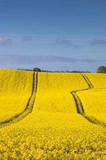 Denmark, Mon, Magleby, rapeseed field, springtime Denmark, Mon, Magleby, rapeseed field, springtime