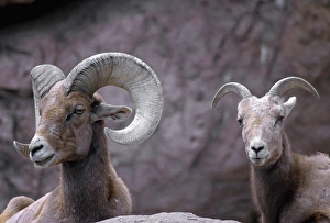 Desert bighorn sheep (Ovis canadensis nelsoni) ram (male) and ewe (female) Desert bighorn sheep (Ovis canadensis nelsoni) ram (male) and ewe (female)