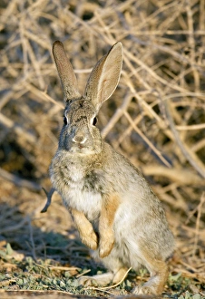Desert cottontail at attention, Sylvilagus audubonii, Henderson, NV Desert cottontail at attention, Sylvilagus audubonii, Henderson, NV