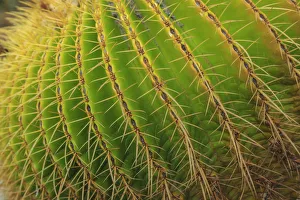 Desert Garden, Balboa Park, San Diego, CA, USA Desert Garden, Balboa Park, San Diego, CA, USA