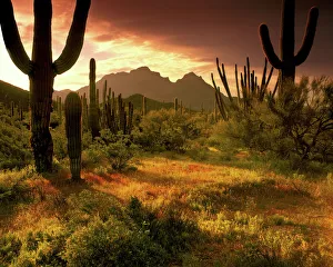 The desert glows with streaming light in Organ Pipe Cactus National Monument on the The desert glows with streaming light in Organ Pipe Cactus National Monument on the