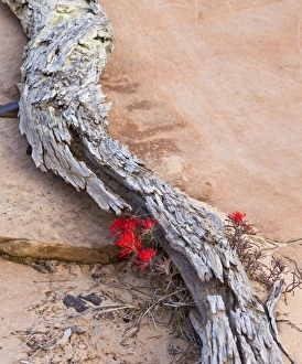 Desert Indian Paintbrush flowers under weathered log in Zion National Park, Utah, USA Desert Indian Paintbrush flowers under weathered log in Zion National Park, Utah, USA