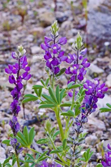 Desert Lupine (Lupinus sparsiflorus), Anza-Borrego Desert State Park, California, USA Desert Lupine (Lupinus sparsiflorus), Anza-Borrego Desert State Park, California, USA