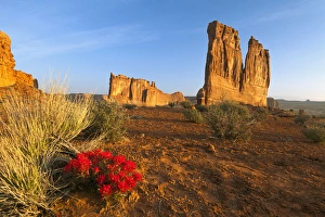 Desert paintbrush livens up the landscape near Courthouse Towers in Arches National Park Desert paintbrush livens up the landscape near Courthouse Towers in Arches National Park
